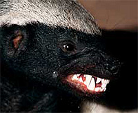Google Algorithm Changes – Honey Badger Don’t Care!